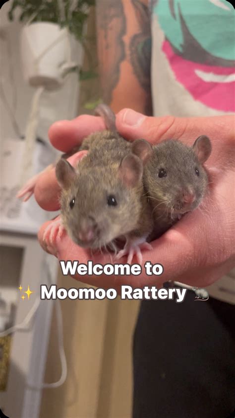 Moomoo Rattery RI, US (AFRMA Registered) | Mama got her first free roam since having her babies ...