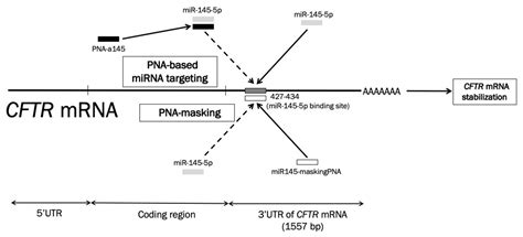 What Is Medical Term Pna at Marisa Johnson blog