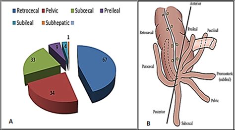 Image result for Shapeshifter Appendix