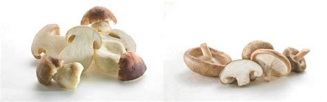 Wiberg mushrooms | GOURMET VERSAND Online Shop