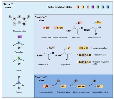 Generation and Physiology of Hydrogen Sulfide and Reactive Sulfur ...