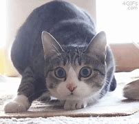 Cat videos free download