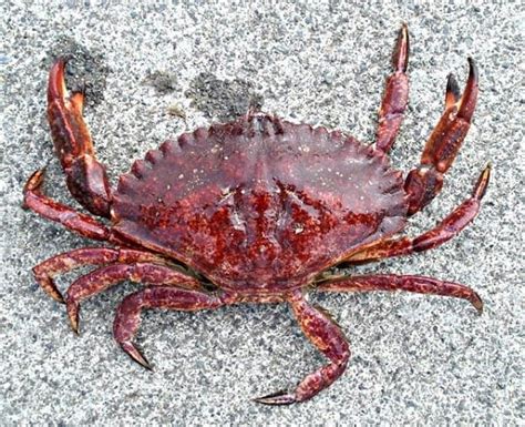 Image result for Alien CFB Team