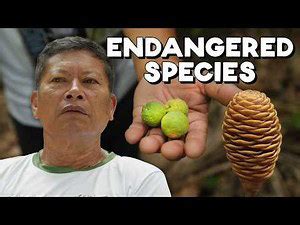 How One Person Saved a Forest in the Philippines (Negros Oriental)