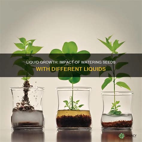 Liquid Growth: Impact Of Watering Seeds With Different Liquids | ShunCy