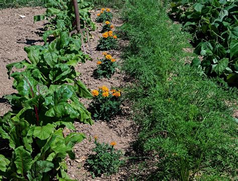 How to Companion Plant Herbs in the Garden