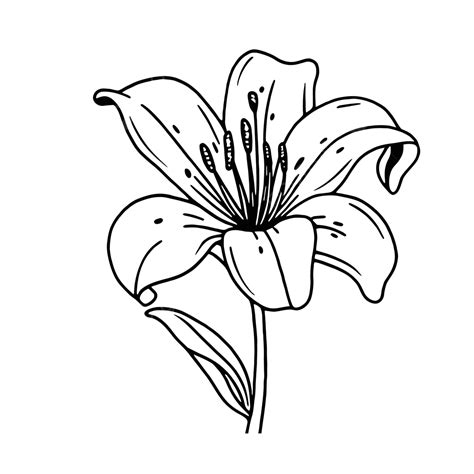 Lily Flower Drawing Outline