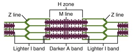 Image result for Z-Line Muscle Cell