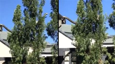 Australian family films 16-feet python slithering across their roof ...