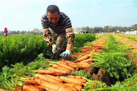 莆田北岸：小胡萝卜迎来大丰收