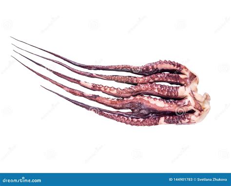 Jumbo Flying Squid or Pota or Dosidicus Gigas Arms Isolated on White ...
