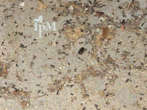 German Cockroach Poop 的图像结果