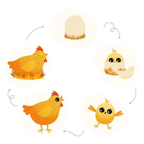 Premium Vector | Chicken life cycle cartoon broody hen with chicks and ...