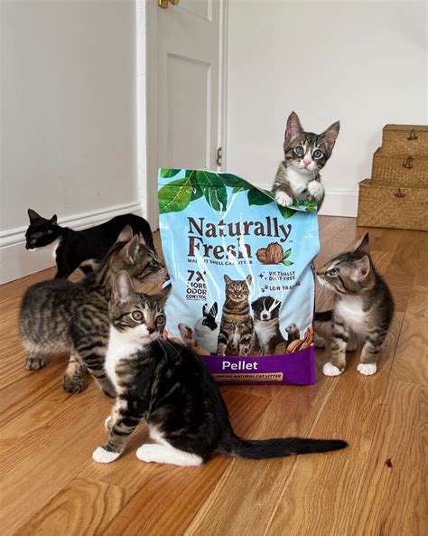Heidi Wrangles Cats | I’ve used exclusively pellet litter for kittens for as long as I’ve been ...