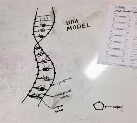 Image result for Good DNA Structure Model