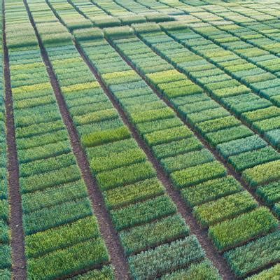 Crops 的图像结果