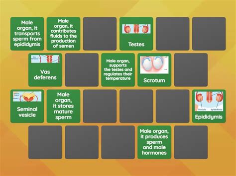 Image result for Male Reproductive System Interactive Game