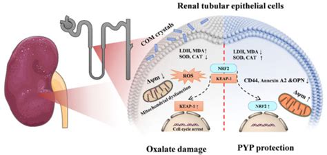 Therapeutic Potential of Neopyropia yezoensis: An Updated Review