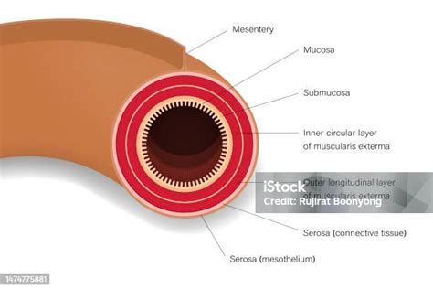 Image result for Intestinal Jejunum
