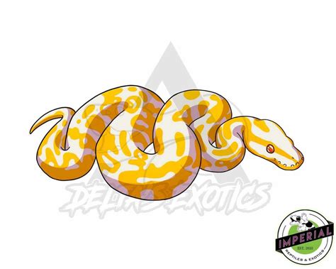 Image result for Albino Snake Ball Python