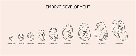 Week-by-Week Gestation | Timeline & Fetal Development