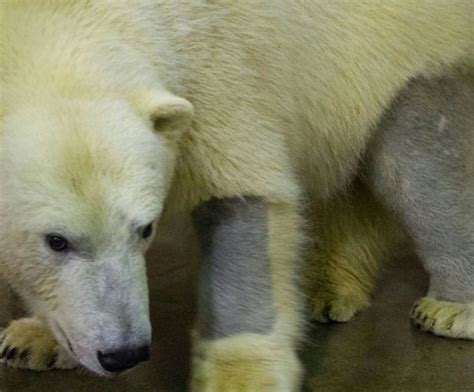 Polar Bear with Black Skin Fact
