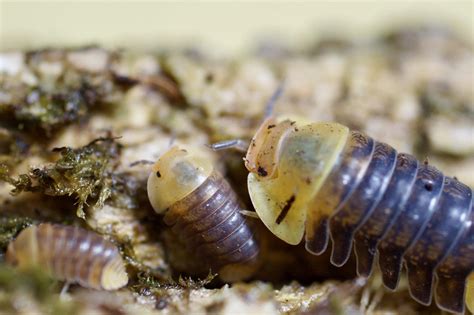 Cubaris sp "Rubber Ducky" : r/isopods