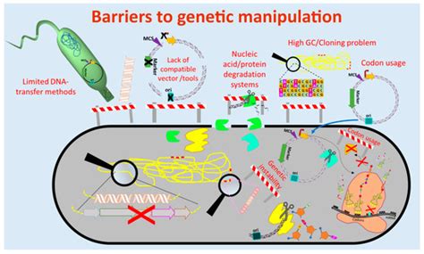 An Update on Molecular Tools for Genetic Engineering of Actinomycetes ...