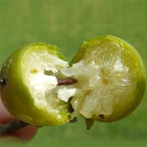 Jackalberry Live Plant (Diospyros mespiliformis) – veliyathgardens