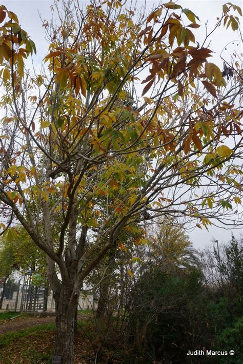 Aesculus indica - Indian Horsechesnut, ערמונית הודית, ערמונית הימלאית ...