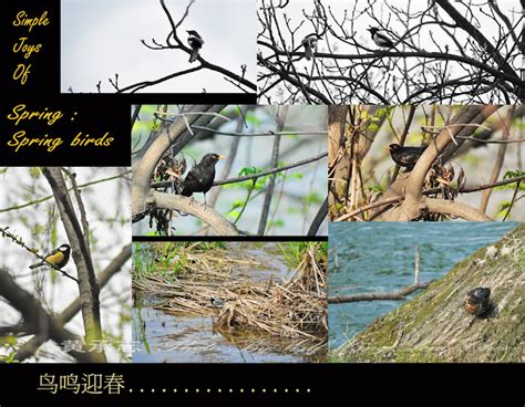 Image result for Spring Spring Spring Like All the Birds