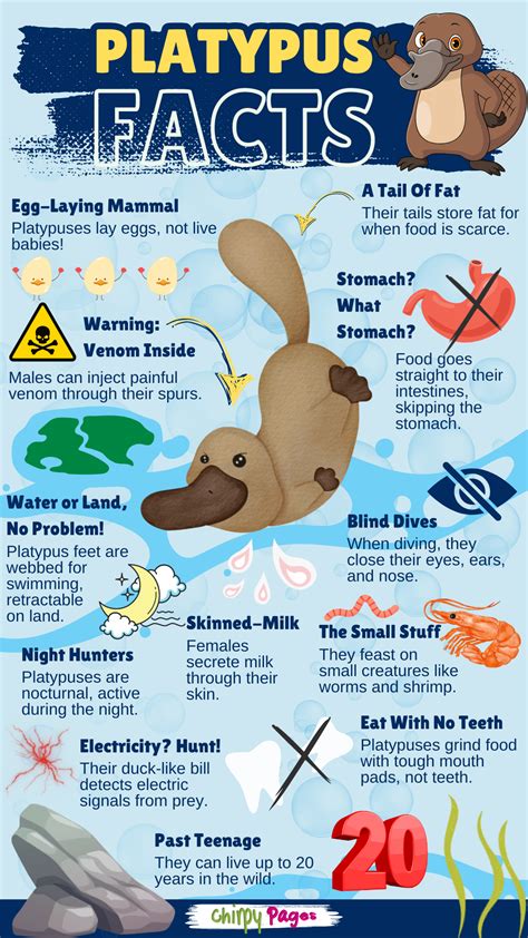 Unbelievable Platypus Facts - Duck-Billed Egg Laying Mammals | Animal ...