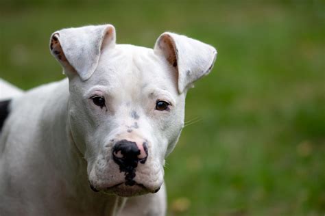 White Pitbull: Facts, Origin & History (With Pictures) | Hepper