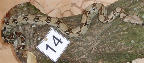 Boa constrictor imperator ENZ 06 2008 in Münsterhausen | Tiere ...
