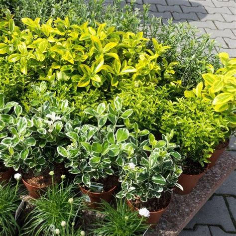 Buy 10 Shrubs Plants Name online from Nurserylive at lowest price.