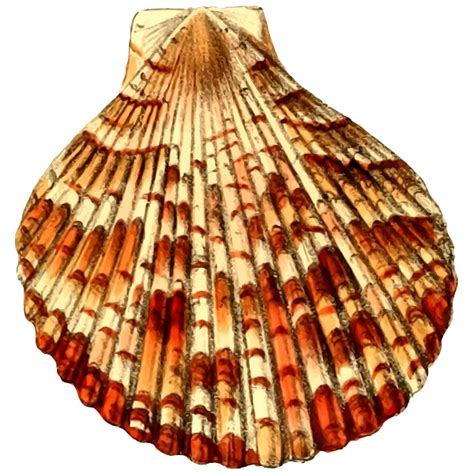 Colorful empty shell | Free SVG