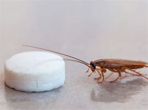 Image result for How to Catch Cockroach