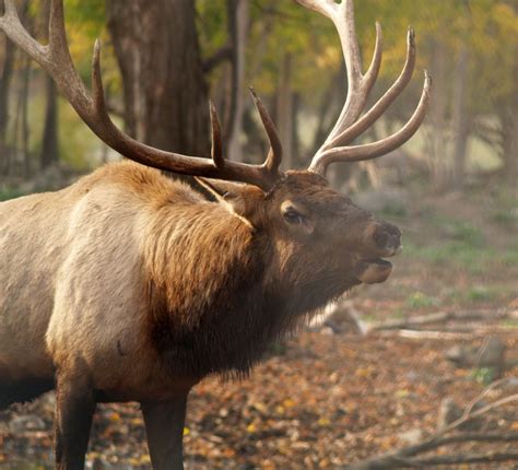 Elk Viewing in Gaylord, MI – An Epic Wildlife Adventure - Gaylord Michigan Area Convention and ...