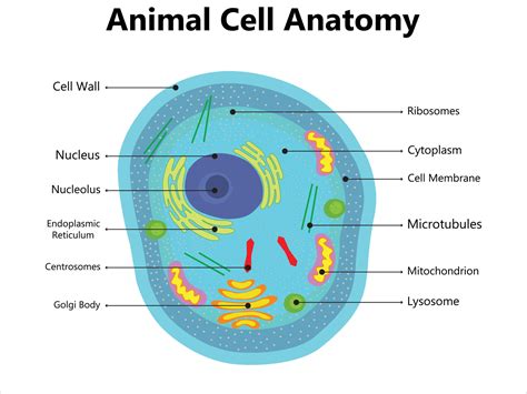 Endoplasmic Reticulum Plant Cell Diagram