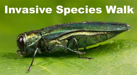 Invasive Species in Lake Erie State Park, 5838 Route 5, Brocton, NY ...