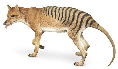 Tasmanian tiger | Animals and Nature lessons | DK Find Out!