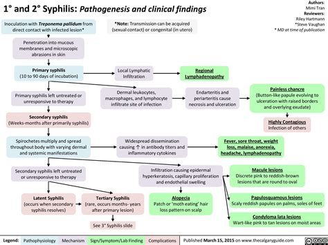 1° and 2° Syphilis: Pathogenesis and clinical findings | Calgary ...