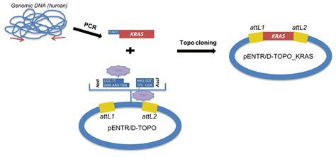 Cloning Method 的图像结果