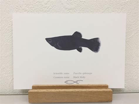 Poecilia sphenops(Black Molly) Drawing Postcard | Osakanacraft