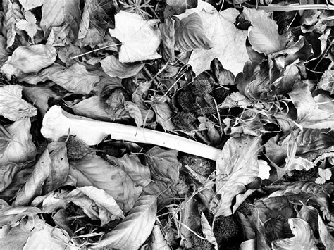The Extinction of Irena Rey — croftwork