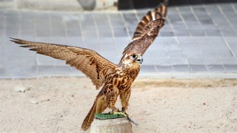 Al Gannas Society Qatar: Country’s Cultural Association for Hunters