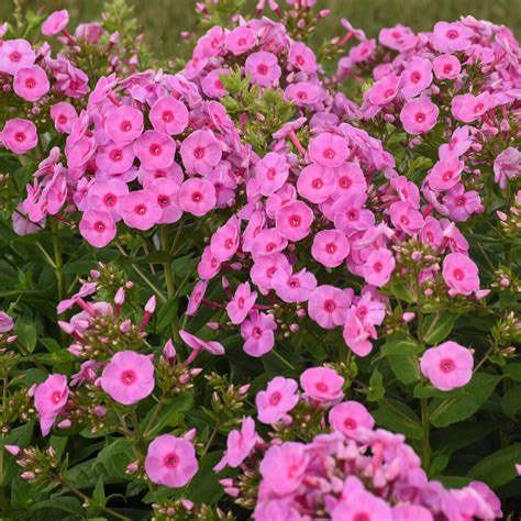 Luminary® 'Prismatic Pink' - Tall Garden Phlox - Phlox paniculata ...