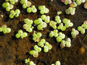 Treepoint lemna minor Seed Price in India - Buy Treepoint lemna minor ...