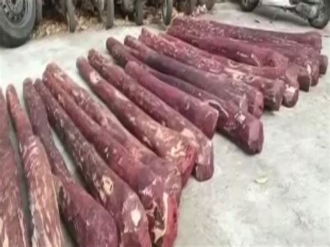 AP Police seize red sandal logs in Tirupathi, arrest five interstate ...