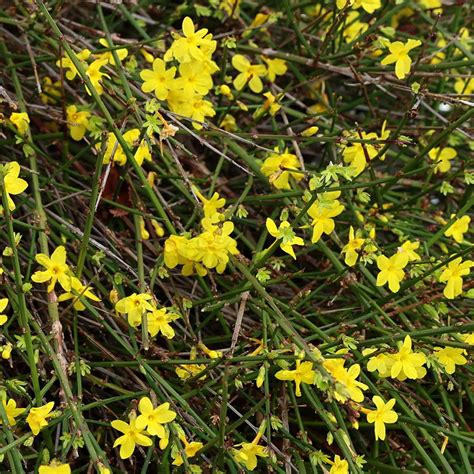 Winter Jasmine | Jasminum Nudiflorum - Vibrant Winter Jasmine Creepers ...